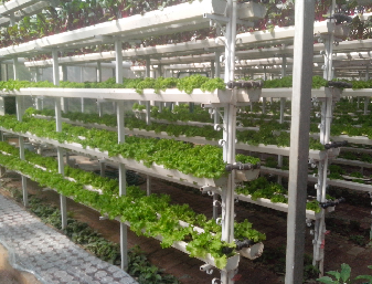 Easy Growing Hydroponics Greenhouse Lettuce Vegetable Greenhouse