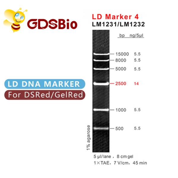 50 Preps GDSBio DNA Size Markers Gel Electrophoresis LD Marker 4