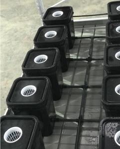 Medical Plants High Yield Aeroponic Grow Boxes Pollution Free
