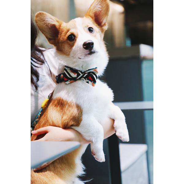 Cute Blue Black Custom Christmas Dog Bowtie Collar Wedding 5.12 Inch 13cm