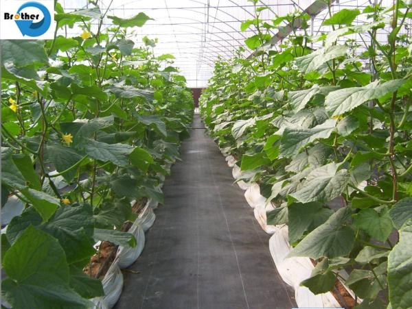 China Wholesale PP/PE Woven Weedmat /PP Woven Ground Cover/Weed Control Fabric for Agriculture /Garden
