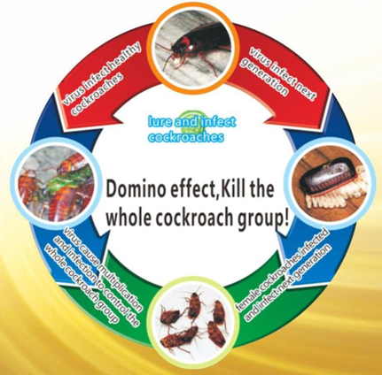Long Lasting 700 Days PfDNV Viral Infection Domino Effect Control Cockroach Bait Gel Roach Killer Gel