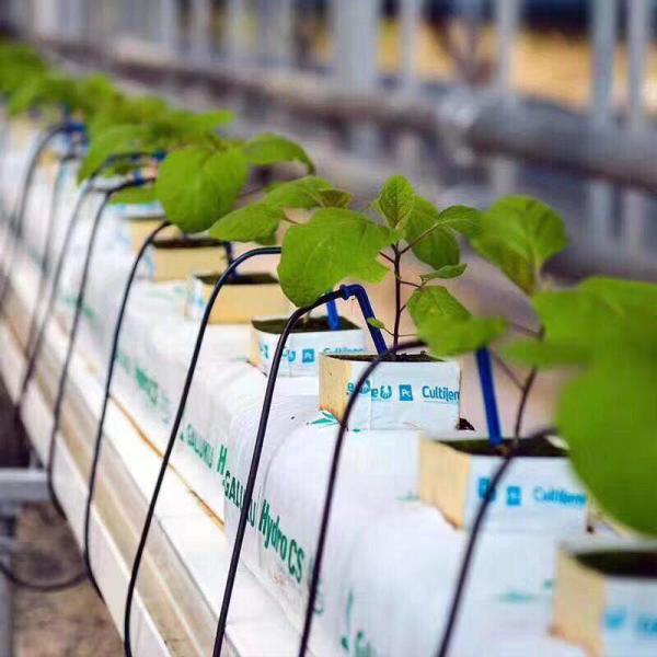 Drippers системы водообеспечения выхода 4way на полив 3/5 стрелок загиба