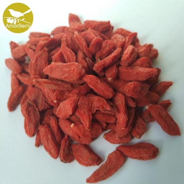 Amorberry Goji Berry/Wolfberry/Lycium Barbarum Medlar wholesale with high quantity from Ningxia factory