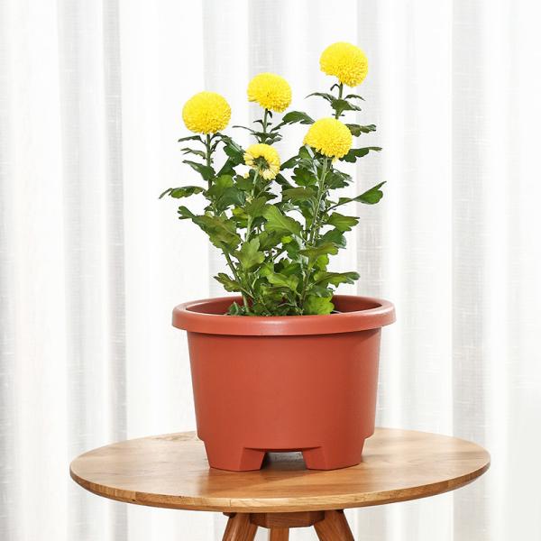 Thick Lip 6.1L 27.6cm 1.5 Gallon Tripod Nursery Resin Garden Planter