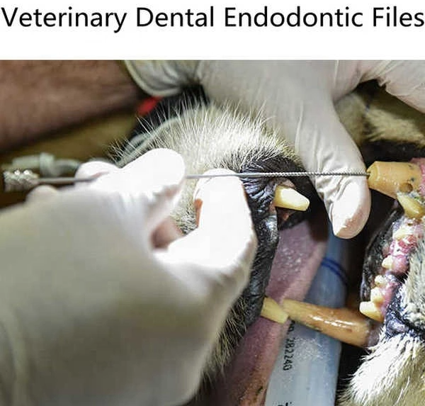 Rogin Stainless Steel Veterinary Dental Files For Animals