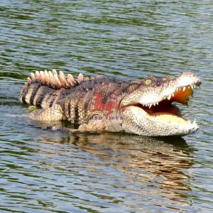 Nouveau robot nageur à télécommande animé réaliste Crocodile