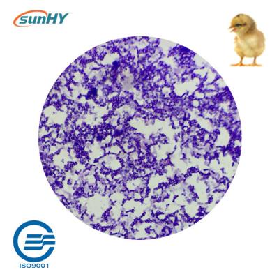 Multi Strain 5.1 Billion Cfu/G Probiotics For Animal ISO9001