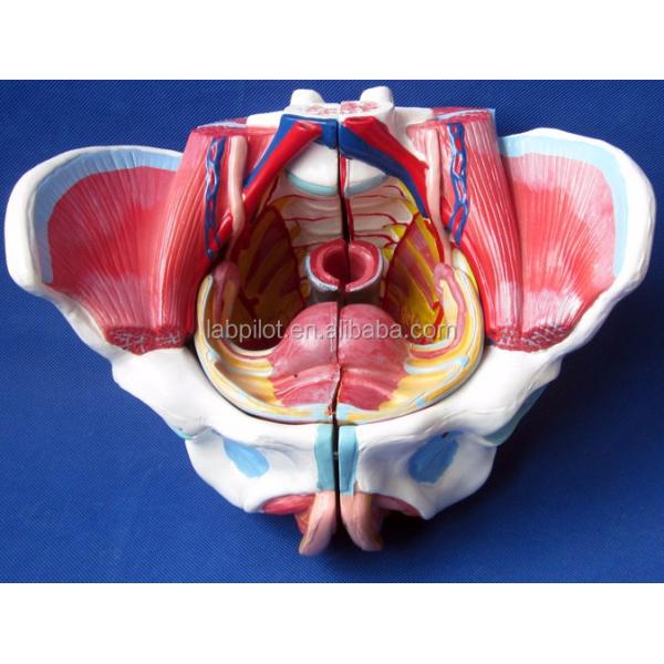Female Pelvic Cavity Model Muscles Vessels and Nerves for Medical Demonstration ' Choice