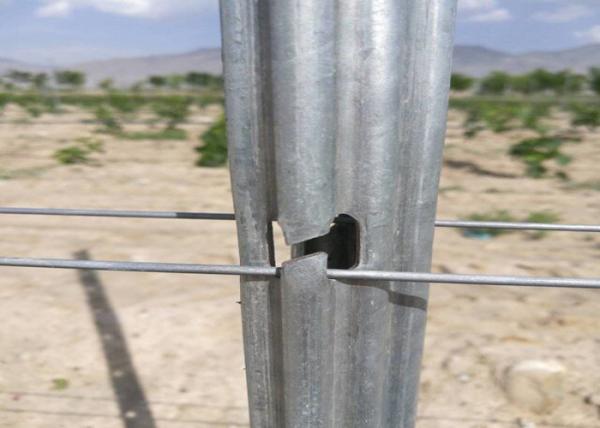 275g/M2 Vineyard Stakes / Metal Post Stakes Customized Length / Thickness