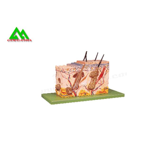Customized Handheld Skin Section Embryology Models For Facilitate Teaching