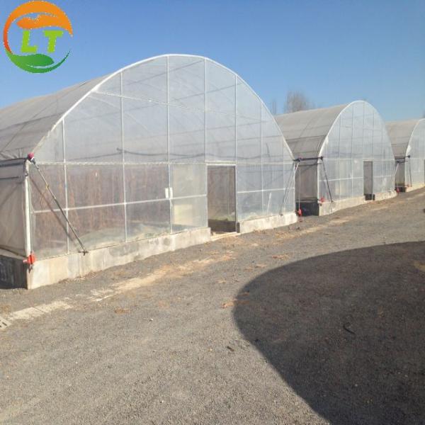 Single-Span Film Tunnels Greenhouse for Agriculture Width 6m/8m/10m/12m/Customized Color