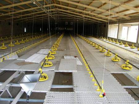 25kgs/Bag Feed Acidifier Effective Against Salmonella And E. Coli In Compound Feed