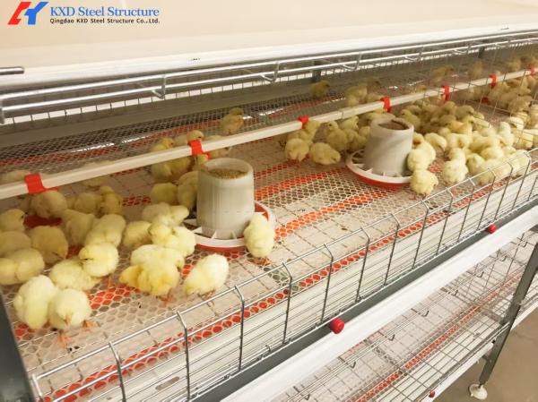 Fully Automatic Galvanized Poultry Farm Layer Cage with Feeding System