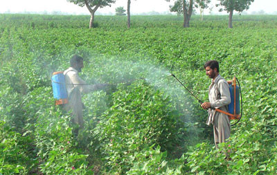 Mesotrione 95%TC/herbicide/Pakistan Market