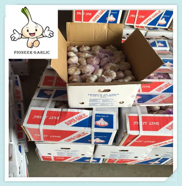 High Quality white garlic / red garlic / purple garlic Pure White Garlic