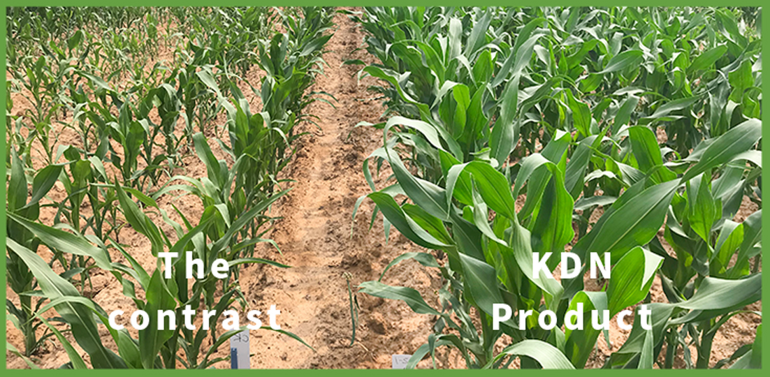 Microbial Agricultural Probiotics In Crops Fertilizer Soil Remediation
