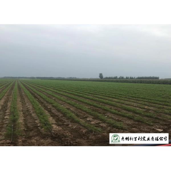 Japan Standard Fresh Organic Carrots Own Plantation Supply To Supermarket