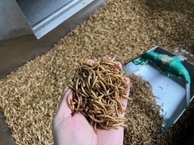 Non GMO Natural Mealworms private label Pet food bird Dried mealworms for Chickens Wild Birds