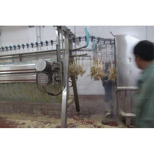 Chicken Slaughter and Plucking Line Small Chicken Slaughtering Machine Line Chicken Slaughter Machine