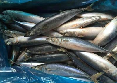 Pacific 100g 140g BQF Fresh Frozen Mackerel For Hotel