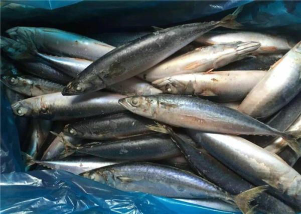 Cavala congelada fresca do Pacífico 100g 140g BQF para o hotel