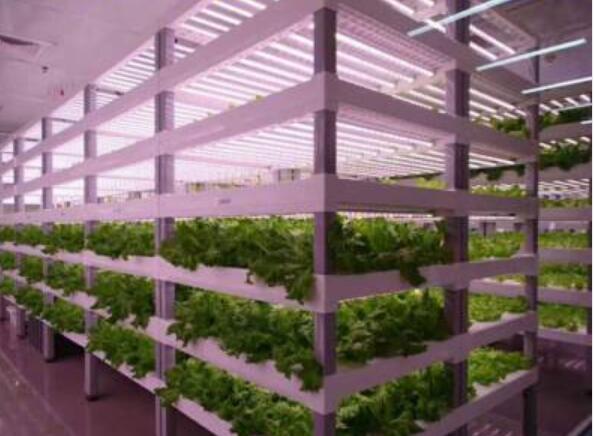 Folding 2400lm 640w Indoor Led Grow Light IP44