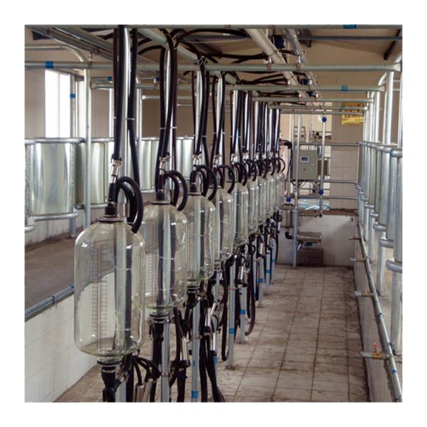 Cow 60 points Herringbone Milking Parlor Automatic Clean