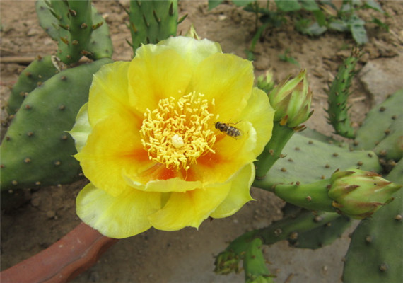 Phamaceutical Ingredient High Quality Low Price Loss Weight Product Cactus Flower Extract