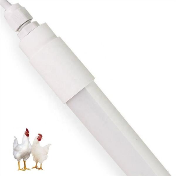 Iluminação de criação de frangos Sem radiação UV/IR 2600-2800K/3900-4200K, > 90 CRI, > 0,90 PF