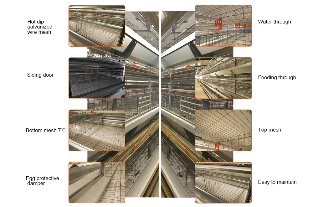 Automatic H Type Battery Layer Chicken Cage System with Fully Automatic Operation, Hot-Dip Galvanized Steel, and H-Type Layered Design for Poultry Farming