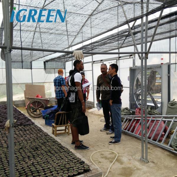 Roof Window Multi Tunnel Greenhouse With Zinc Coating 275gsm And Tunnel Width 8m