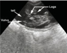 Escáner digital de ultrasonido veterinario