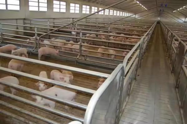Prefab Steel Pig Farm Houses Sheds Buildings For Efficient Modernized Farming Solutions