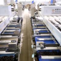 380V 2 tonnes/h sortie machine de tri des châtaigniers 360° inspection rotative