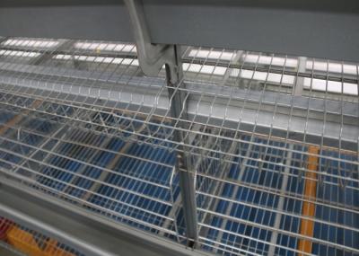 Automatic Layer Poultry Farming Equipment System  Easy Operation 1950×460×420 Mm
