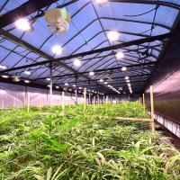 Material de cortina claro de Dep Automated Blackout Greenhouse Black para o vegetal