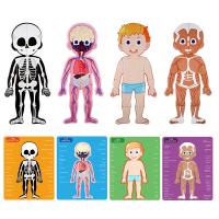 Anatomia do corpo humano que aprende o brinquedo magnético do enigma para idades 3-8 crianças 48Pcs com caixa