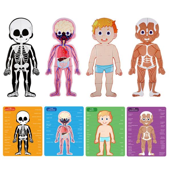 Body Parts Organs Puzzle Human Anatomy Puzzle Toys Boy Girl Anatomy Play Set For Kids