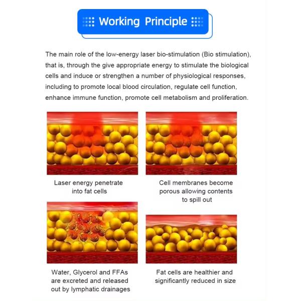 12 Pads 635nm 650nm Lipo Laser 100mW~350mW Fat Removal Fast Slimming Machine