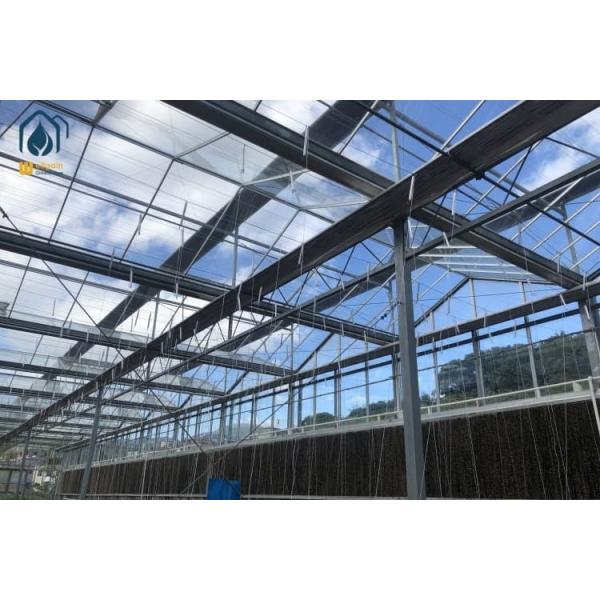 Agricultural Glass Tomato Greenhouse Multi Span Tomato Plant Greenhouses