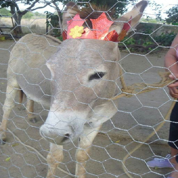 BWG18-22 Hexagonal Wire Mesh Reverse Twist Rabbit Wire Mesh