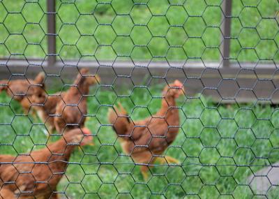 Longueur de 10 à 50 m filet de fil de poulet avec revêtement en zinc 20 g/m2 à 60 g/m2