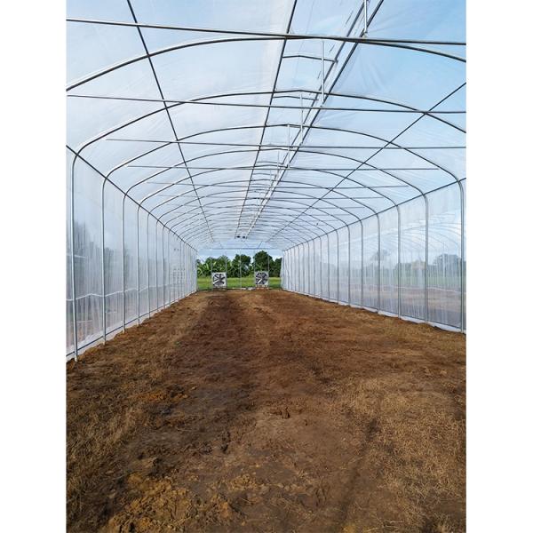 Umbrella Structure Agricultural Greenhouse 8m Height Wide Span Greenhouse