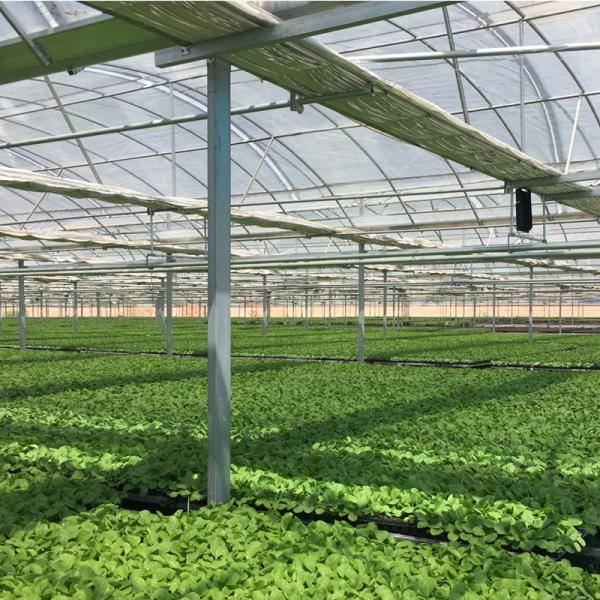 Двухслойная противососудистая сетка для сельскохозяйственных теплиц покрывает пластиковую пленку эффективно