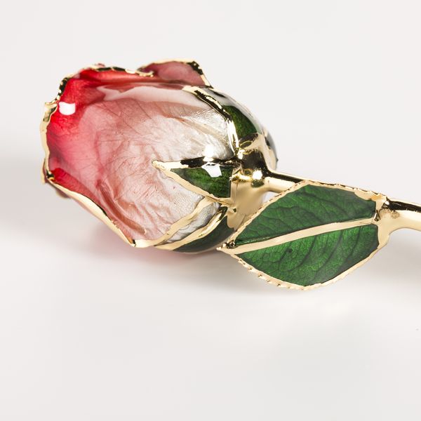 Gold Trimmed Rose Everlasting Rose  Natural Rose with Stem Present  Rose Gift Valentine Mother Day Preserved Flowers Supply