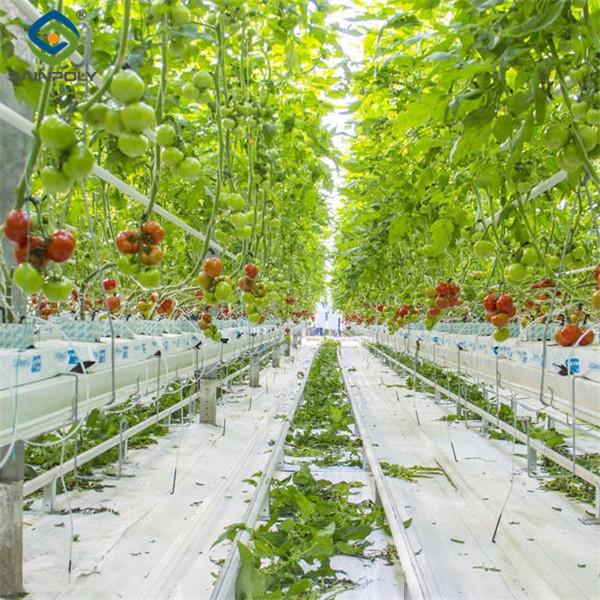 Anti Corrosion Agricultural Greenhouses For Vegetable Production Tomato Greenhouse