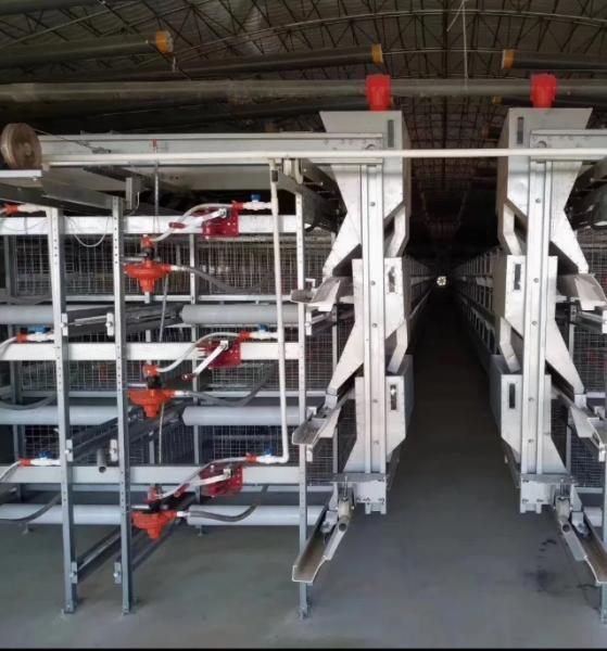 Automatic Poultry Farming Equipment with Nipple Drinkers 48VDC Dimmable Lighting and Galvanized Steel Frame