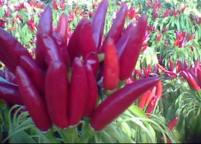 Китаец 20000SHU высушил влагу перцев красного Chili 12% со стержнем