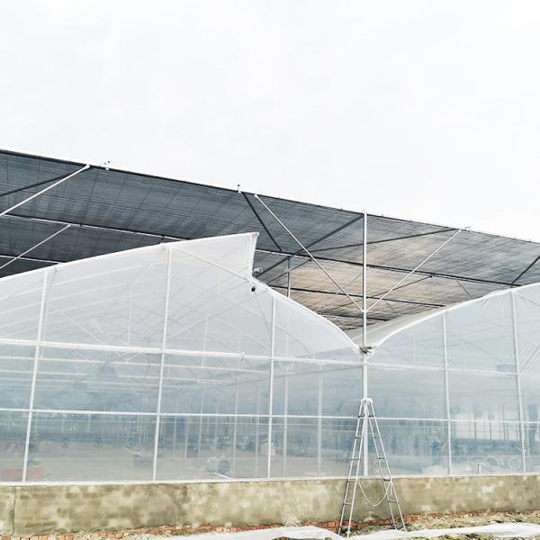 Tropical Roof Ventilation Strawberries Seedbed Nursery Multi Span Greenhouse